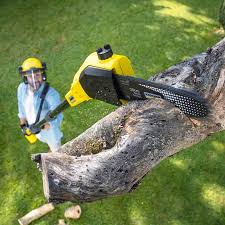 Best Storm Damage Tree Cleanup  in Mead Valley, CA