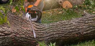 Best Lawn Pest Prevention  in Mead Valley, CA