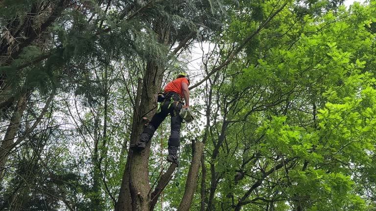 Best Tree Cabling and Bracing  in Mead Valley, CA