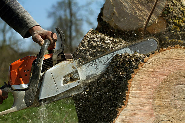 Best Stump Grinding and Removal  in Mead Valley, CA